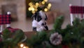 Funny portrait of cute smilling puppy sitting on the table in christmas decorated room