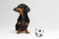 Funny portrait of a dog puppy breed dachshund black tan, with soccer football ball on gray background Royalty Free Stock Photo