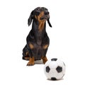 Funny portrait of a dog puppy breed dachshund black tan, with soccer football ball isolated on white background Royalty Free Stock Photo