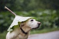 Funny portrait of dog during rainy day Royalty Free Stock Photo