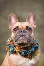 Portrait of a female brown French Bulldog dog showing smile with overbite wearing a selfmade bue floral collar in front of bl