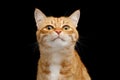 Gorgeous Ginger Cat on Isolated Black background Royalty Free Stock Photo