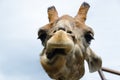 Funny portrait of a Giraffe. Royalty Free Stock Photo