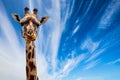 Funny Portrait of Giraffe Royalty Free Stock Photo