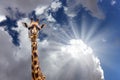 Funny portrait of a giraffe Royalty Free Stock Photo