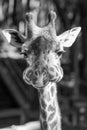 Funny portrait of a giraffe making eye contact with the camera Royalty Free Stock Photo