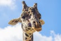 Funny portrait of a giraffe making eye contact with the camera Royalty Free Stock Photo