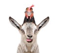 Funny portrait of a goat with a hen on its head Royalty Free Stock Photo