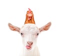 Funny portrait of a goat showing tongue with a hen on its head Royalty Free Stock Photo