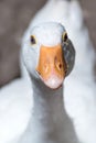 Quirky Encounter: Close-up of Curious White Domestic Goose
