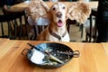 Funny portrait of happy cocker spaniel puppy sitting on chair in caffe with ears stretched wide and empty plate on a table