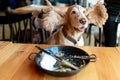 Funny portrait of happy cocker spaniel puppy sitting on chair in caffe with ears stretched wide and empty plate on a table