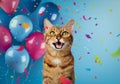 Funny portrait of a happy smiling bengal cat on a festive background with balloons and confetti Royalty Free Stock Photo