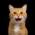 Gorgeous Ginger Cat on Isolated Black background