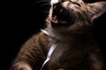 Funny Portrait of Happy Smiling tabby Cat Gazing with opened Mouth on Isolated Black Background Royalty Free Stock Photo