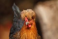 Funny portrait of a hen Royalty Free Stock Photo