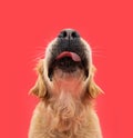 Funny portrait hungry labrador retriever dog licking its lips with tongue. Isolated on red solid background Royalty Free Stock Photo