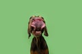 Funny portrait hungry puppy dog licking its lips with tongue. Isolated on green background
