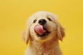 Funny portrait hungry puppy dog licking its lips with tongue. Isolated on yellow solid background. funny dog shows tongue. Hungry