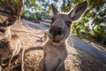 Funny portrait of Kangaroo.