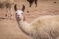 Funny portrait of Lama Alpaca in altiplano