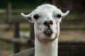 funny portrait of lama in a farm
