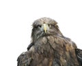 Funny portrait of a large brown bird of an eagle face on white Royalty Free Stock Photo