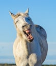 Funny portrait of a laughing horse.