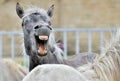 Funny portrait of a laughing horse. Royalty Free Stock Photo