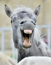 Funny portrait of a laughing horse. Royalty Free Stock Photo