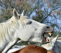 Funny portrait of a laughing horse. Royalty Free Stock Photo