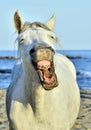 Funny portrait of a laughing horse.