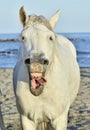 Funny portrait of a laughing horse. Royalty Free Stock Photo