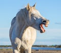 Funny portrait of a laughing horse. Royalty Free Stock Photo