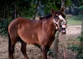 Funny portrait of a laughing horse. The horse is yawning, looking like he is laughing Royalty Free Stock Photo