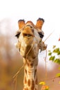 Funny portrait of a male giraffe in Kruger National Park Royalty Free Stock Photo