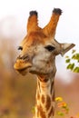 Funny portrait of a male giraffe in Kruger National Park Royalty Free Stock Photo
