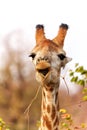 Funny portrait of a male giraffe in Kruger National Park Royalty Free Stock Photo