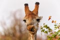 Funny portrait of a male giraffe in Kruger National Park Royalty Free Stock Photo