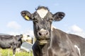 Funny portrait of a mooing cow, with open mouth