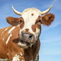 Funny portrait of a mooing cow, with open mouth and large horns