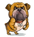 Funny portrait of a muscular bulldog