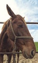 Funny portrait od brown mare horse in paddock Royalty Free Stock Photo