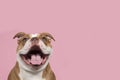 Funny portrait of an old english bulldog with a huge smile on the corner of the image on a pink background with copy spacesmile on