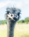 funny portrait of an ostrich emu bird on natural background on a farm, park on in a zoo Royalty Free Stock Photo