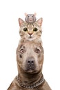 Funny portrait of a pit bull dog, cat and rat Royalty Free Stock Photo