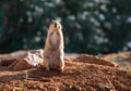 Funny portrait of a prairie dog, standing and watching with attention Royalty Free Stock Photo