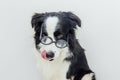 Funny portrait of puppy dog border collie in comical eyeglasses isolated on white background. Little dog gazing in