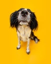 Funny portrait puppy dog staring and sitting. Begging food concept. Isolated on yellow background Royalty Free Stock Photo