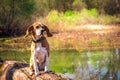 Funny portrait of pure breed beagle dog seated at trunk lakeside